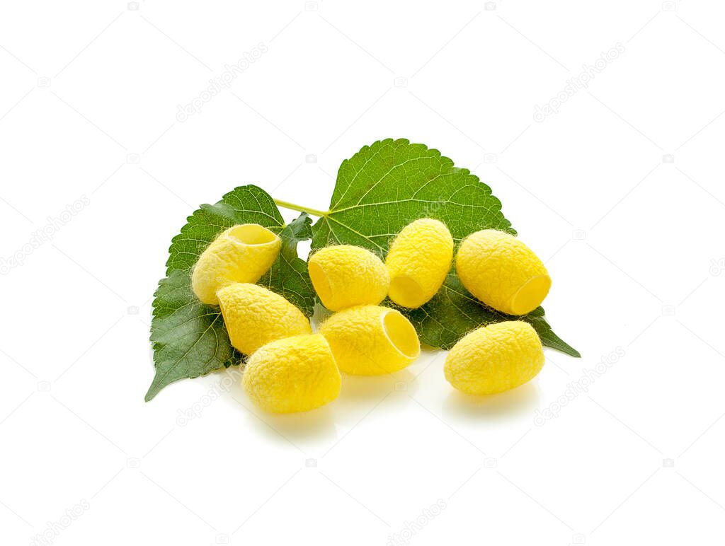 yellow thai silkworm cocoons pile an isolated on white background