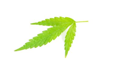 Yeşil kenevir kırpma yolu ile izole edilmiş beyaz bir arkaplan bırakır