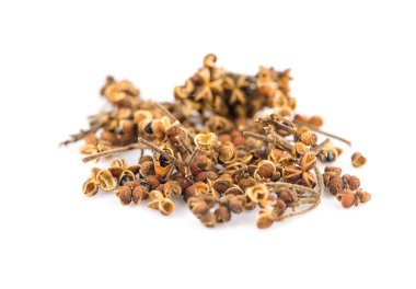 Zanthozylum limonella Alston beyaz arka planda izole edilmiş bir patika.