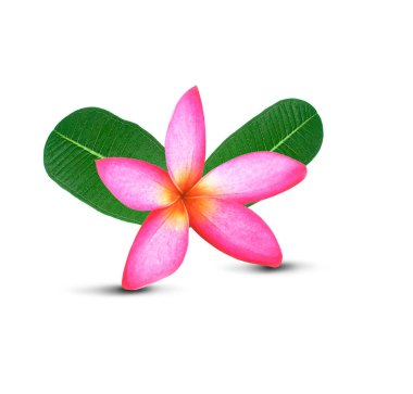 Pembe Frangipani Plumeria çiçeği