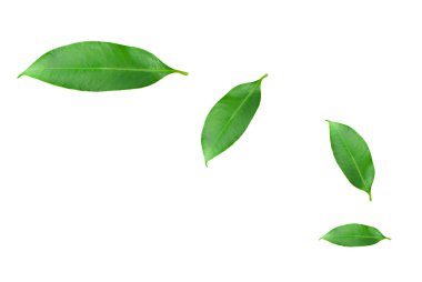 Citrus beyaz arka planda izole bir şekilde bırakır. Tahsilat. Tam alan derinliği