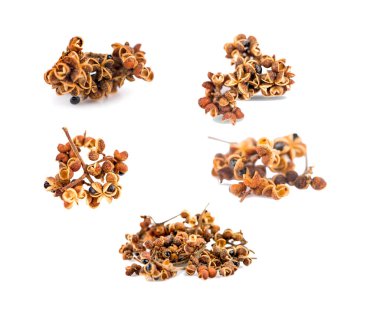 Beyaz arka planda Zanthozylum limonella Alston 