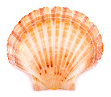 deniz kabuğu beyaz arka planda izole edilmiş. Kesme yolu.