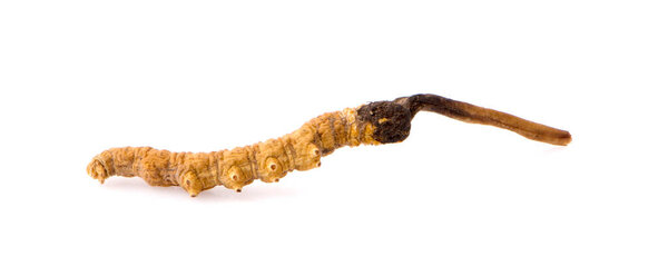 Ophiocordyceps sinensis (CHONG CAO, DONG CHONG XIA CAO) или грибной кордицепс это травы.