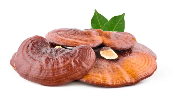 Kurutulmuş Ganoderma Lucidum Mantarı beyaz arka planda izole edilmiş. Ling Zhi Mantarı.