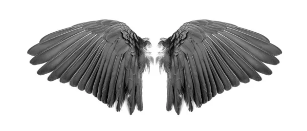 Крылья Ангела Белом Фоне — стоковое фото
