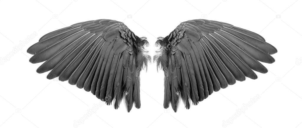 Angel wings on white background