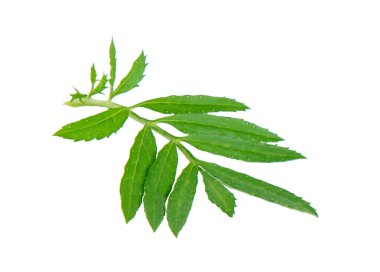 Yeşil kadife yaprağı beyaz arkaplanda izole edilmiş.