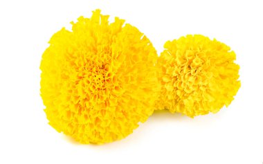 Marigold beyaz arka planda izole edilmiş