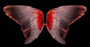Melek kanatları siyah arkaplanda izole edilmiş.