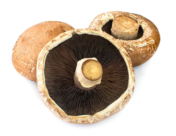 Three Portobello Mushrooms Isolated White Background — Stock Photo, Image