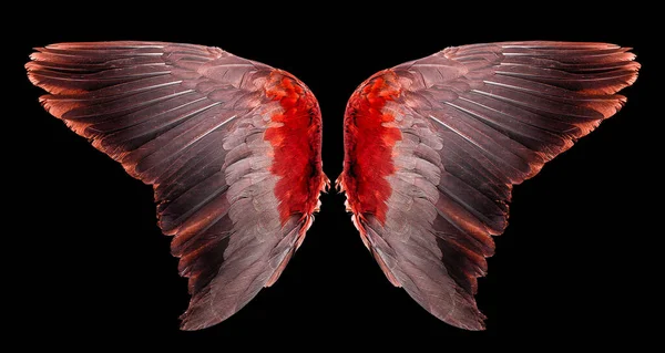 Крылья Ангела Изолированы Черном Фоне — стоковое фото