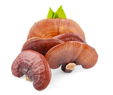 Kurumuş Ganoderma Lucidum Mantarı beyaz arka planda izole edilmiş