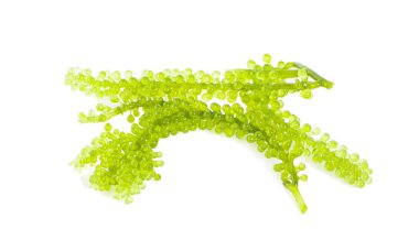 Beyaz arka planda izole edilmiş deniz yosunu (yeşil havyar)