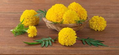 Marigold, ahşap arka planda izole edilmiş.