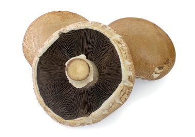 Three portobello mushrooms an isolated on white background clipart
