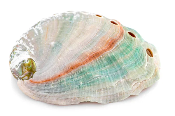 海贝壳 白色背景的孤立物 — 图库照片
