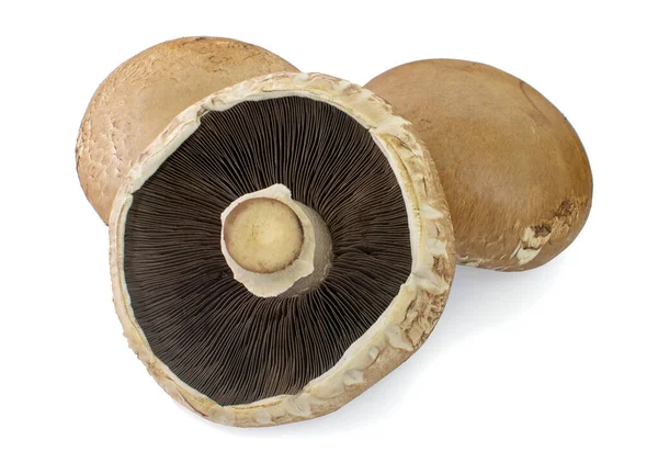 Three Portobello Mushrooms Isolated White Background — Stock Photo, Image