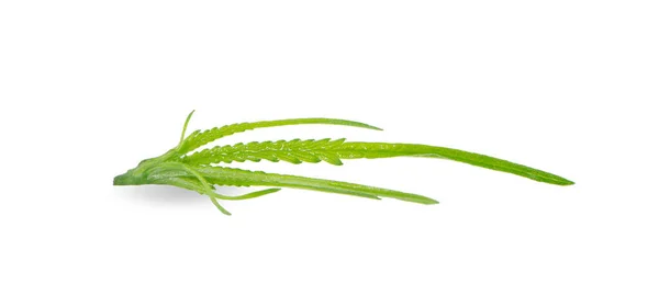 Cannabis Lämnar Isolerad Vit Bakgrund — Stockfoto