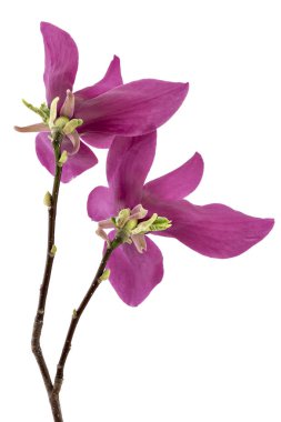 İki güzel pembe bahar Manolya Çiçeği, üzerinde beyaz izole bir ağaç dalı Manolya liliiflora