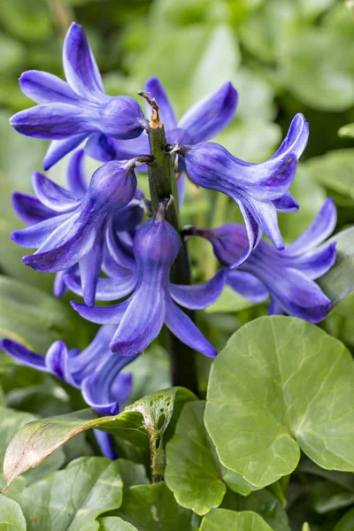 Blaue Hyazinthenblüten Hyacinthus Orientalis Unter Der Sonne Garten — Stockfoto