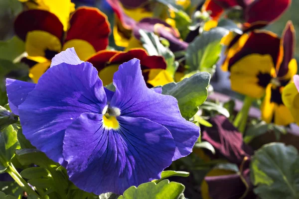 Violette Und Dunkelrote Stiefmütterchenblume Garten Nahaufnahme — Stockfoto