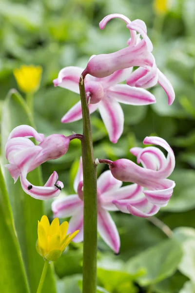 Rosa Hyacint Blommor Hyakinthos Orientalis Solen Trädgården — Stockfoto