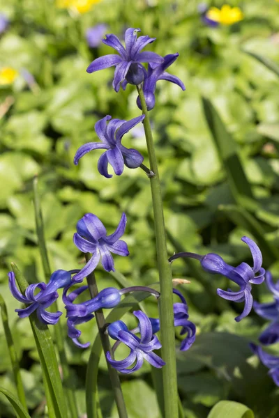 Blaue Hyazinthenblüten Hyacinthus Orientalis Unter Der Sonne Garten — Stockfoto