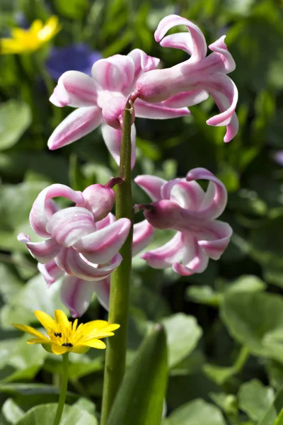 Rosa Hyacint Blommor Hyakinthos Orientalis Solen Trädgården — Stockfoto