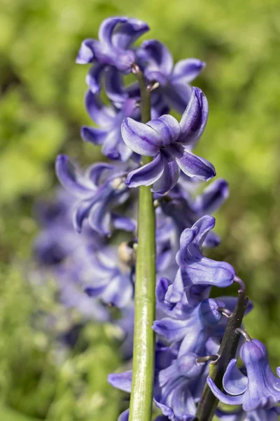 Blå Hyacint Blommor Hyakinthos Orientalis Solen Trädgården — Stockfoto