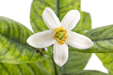 Limon ağacı çiçeği, narenciye çiçek ile izole üzerinde beyaz arka plan bırakır.