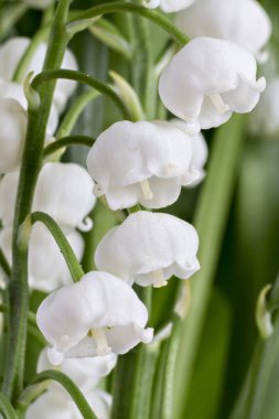 Beyaz arka planda yeşil yapraklar bulunan, Nilüferlerin Vadi çiçekleri, Convallaria Majalis dalı. Yakın çekim.