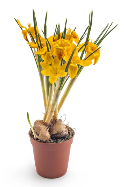 Bela Flor Croco Amarelo Croci Crocus Flavus Plantas Com Flores — Fotografia de Stock