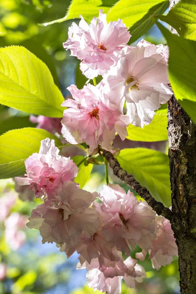 Beautiful pink ornamental flowers of cherry plant Prunus Serrulata Kanzan, branch flowers, japanese cherry