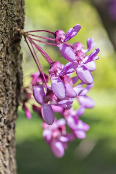 Pembe Erguvan Tomurcukları Judasbaum Doğu Erguvan Ağacı Cercis Canadensis Çiçekleri — Stok fotoğraf