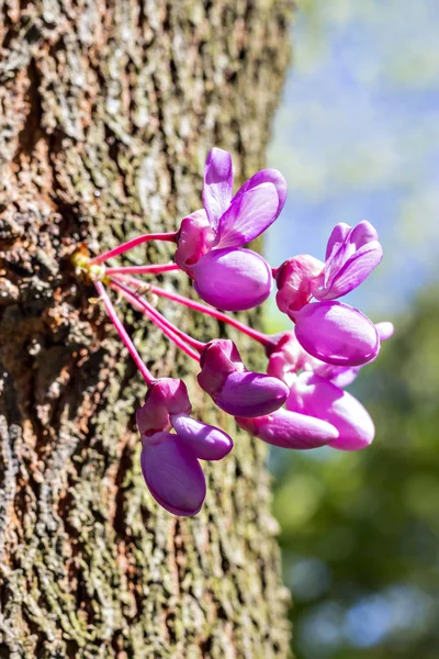 Fechado Acima Dos Buds Cor Rosa Árvore Judas Judasbaum Árvore — Fotografia de Stock