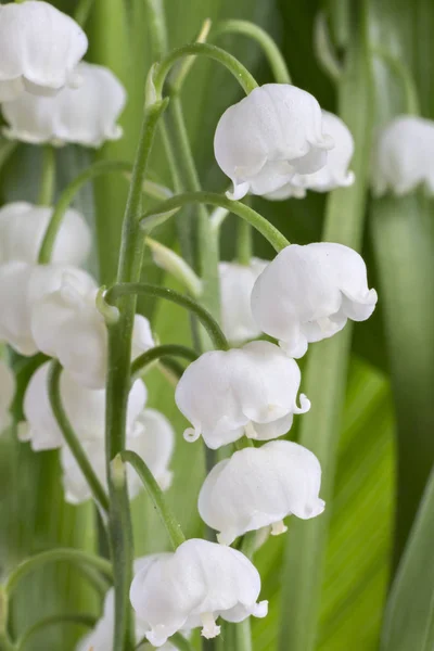 Grenen Liljor Dalen Blommor Convallaria Majalis Med Gröna Blad Isolerade — Stockfoto