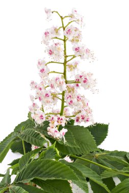 (Aesculus hippocastanum) at-kestane ağacının dalını beyaz arka plan üzerinde izole çiçeklenme. Sincap ağaç, beyaz kestane çiçek ve yaprak
