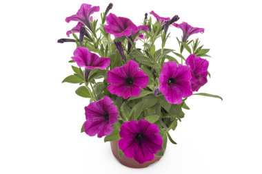 Güzel çiçek tencerede, portre, beyaz arka plan üzerinde izole kırmızı Petunya çiçek çiçeklenme. Bloom, Petunya boş yakın çekim.