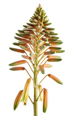 Tatlı turuncu ve sarı çiçek açan Aloe vera çiçekler, beyaz arka plan üzerinde izole fade