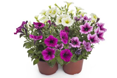Renkli çiçek Petunya çiçek çiçek tencerede, portre, beyaz arka plan üzerinde izole. Bloom, Petunya boş yakın çekim.