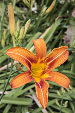 Güzel taze turuncu zambak, turuncu daylily, yol kenarındaki daylily, sarımsı kahverengi daylily, kaplan daylily. Hemerocallis fulva çiçek bahçesinde, yakın çekim