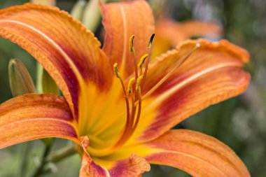 Güzel taze turuncu zambak, turuncu daylily, yol kenarındaki daylily, sarımsı kahverengi daylily, kaplan daylily. Hemerocallis fulva çiçek bahçesinde, yakın çekim