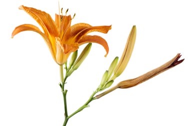 Güzel taze turuncu gün lily, turuncu daylily, yol kenarındaki daylily, sarımsı kahverengi daylily, kaplan daylily. Hemerocallis fulva beyaz zemin üzerine çiçek, yakın çekim
