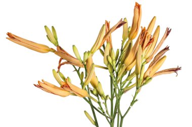 Kapalı taze turuncu gün lily, turuncu daylily, yol kenarındaki daylily, sarımsı kahverengi daylily, kaplan daylily, güzel buket yakın çekim Hemerocallis fulva beyaz zemin üzerine çiçek