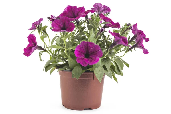 Vackra Blommande Magenta Petunia Blommor Blomkruka Närbild Isolerad Vit Bakgrund — Stockfoto