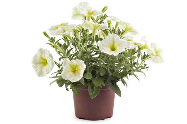 Vita Blommande Petunia Blommor Blomkruka Närbild Isolerad Vit Bakgrund Petunia — Stockfoto