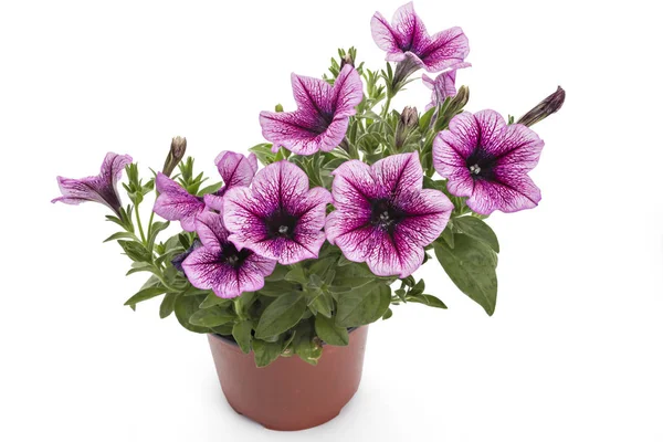 Colorful Blooming Petunia Flowers Flower Pot Closeup Isolated White Background — Stock Photo, Image