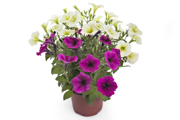 Vitt Och Magenta Blommande Petunia Blommor Blomkruka Närbild Isolerad Vit — Stockfoto