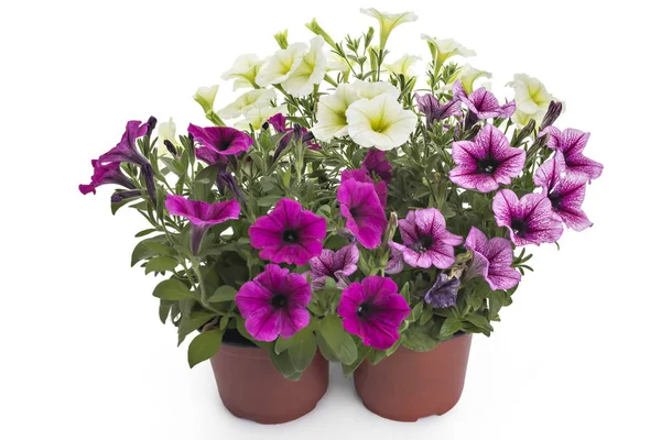 Färgstarka Blommande Petunia Blommor Blomkruka Närbild Isolerad Vit Bakgrund Petunia — Stockfoto